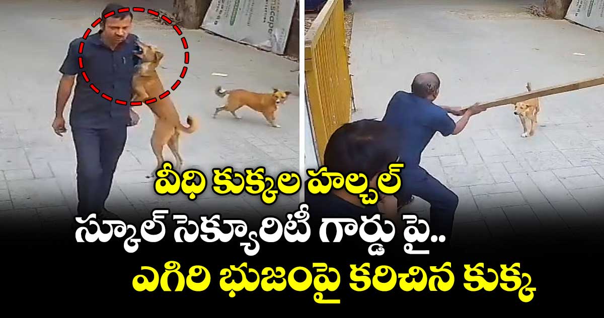  వీధి కుక్కల హల్చల్.. స్కూల్ సెక్యూరిటీ గార్డు పై ఎగిరి భుజంపై కరిచిన కుక్క.. 