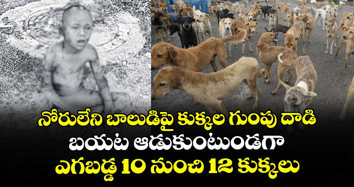  నోరులేని బాలుడిపై కుక్కల గుంపు దాడి..బయట ఆడుకుంటుండగా ఎగబడ్డ 10 నుంచి 12 కుక్కలు