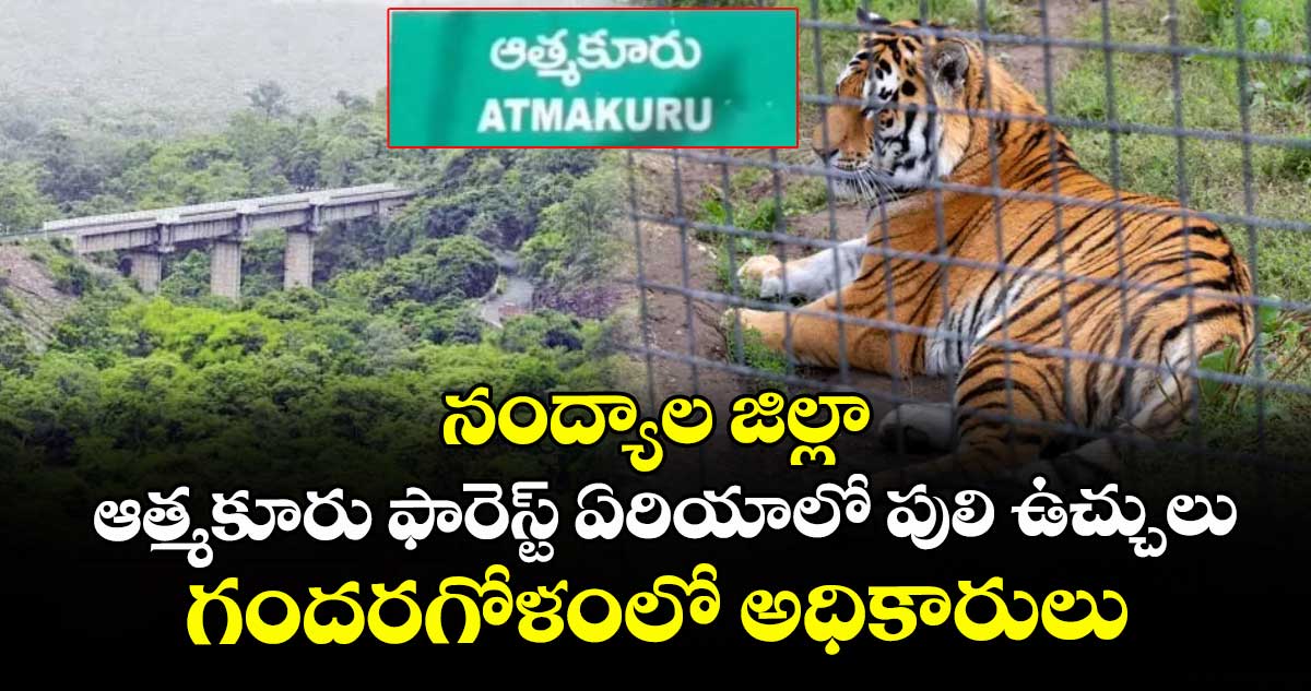 నంద్యాల జిల్లా: ఆత్మకూరు ఫారెస్ట్ ఏరియాలో పులి ఉచ్చులు .. గందరగోళంలో అధికారులు