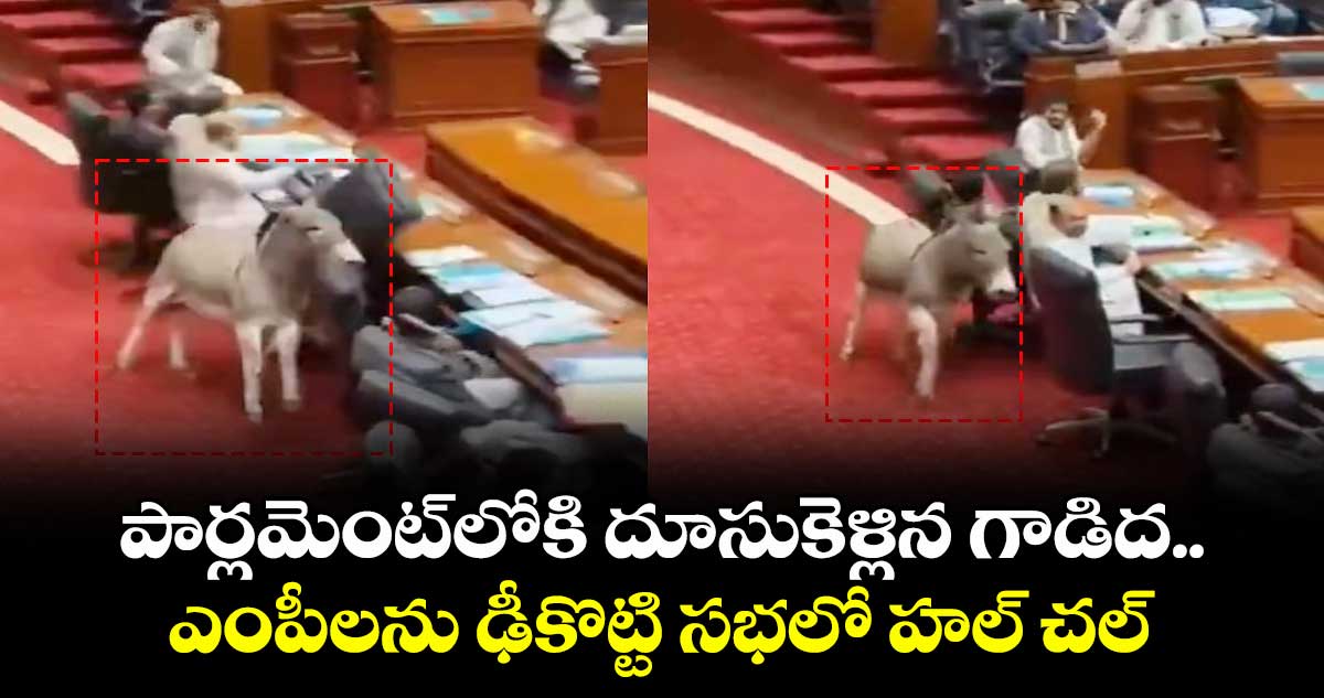 పార్లమెంట్‎లోకి దూసుకెళ్లిన గాడిద.. ఎంపీలను ఢీకొట్టి సభలో హల్ చల్