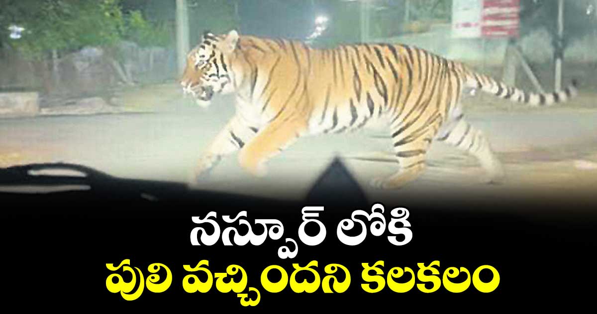 నస్పూర్ లోకి పులి వచ్చిందని కలకలం