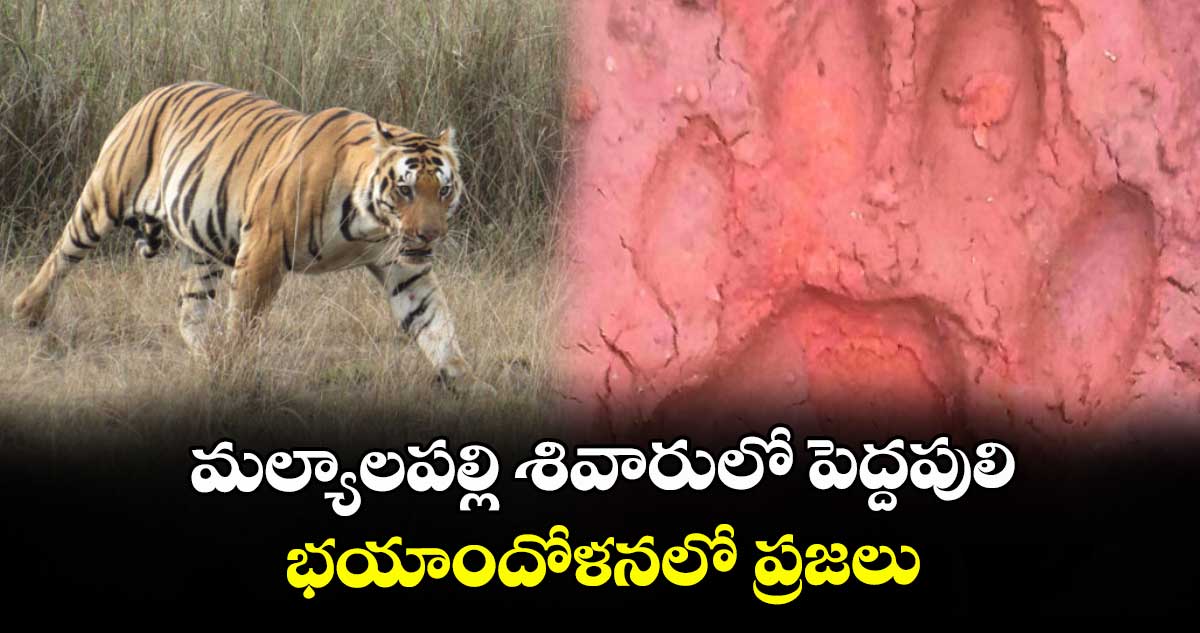 మల్యాలపల్లి శివారులో పెద్దపులి.. భయాందోళనలో ప్రజలు