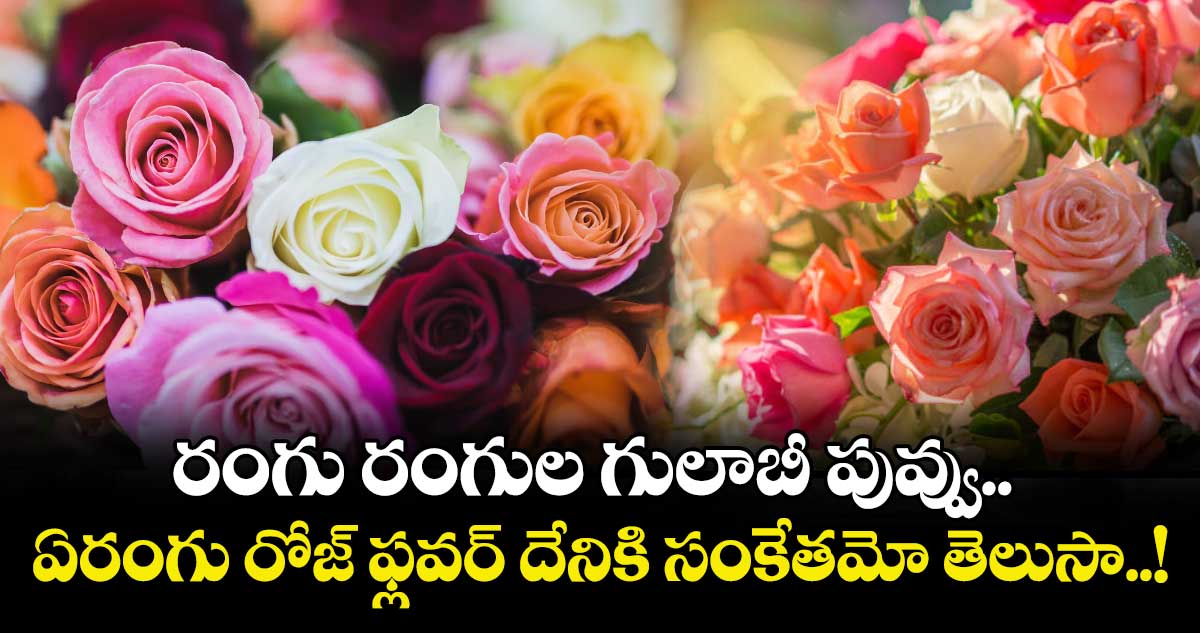 Rose Flower colour significance : రంగు రంగుల గులాబీ పువ్వు.. ఏరంగు రోజ్ ఫ్లవర్ దేనికి సంకేతమో తెలుసా..!