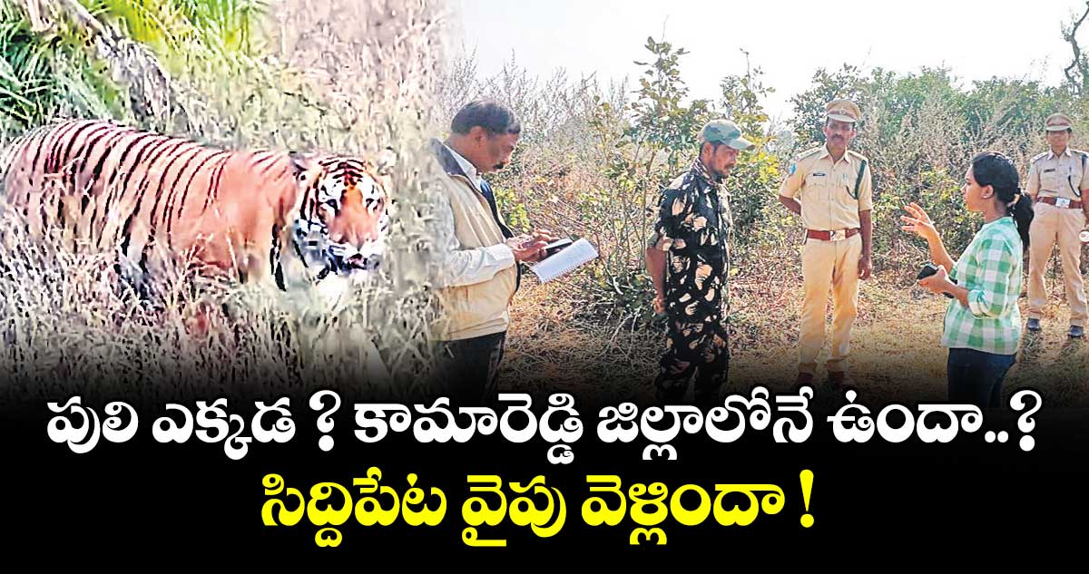 పులి ఎక్కడ ? కామారెడ్డి జిల్లాలోనే ఉందా..? సిద్దిపేట వైపు వెళ్లిందా !