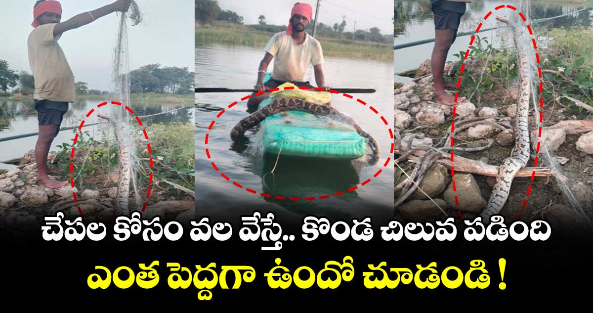 చేపల కోసం వల వేస్తే కొండ చిలువ పడింది.. ఎంత పెద్దగా ఉందో చూడండి !