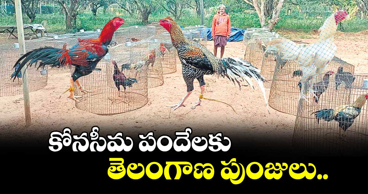 కోనసీమ పందేలకు తెలంగాణ పుంజులు..
