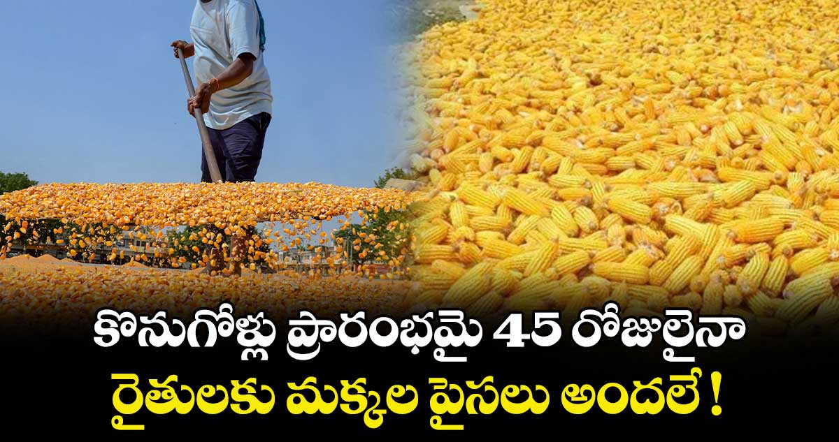 కొనుగోళ్లు ప్రారంభమై 45 రోజులైనా.. రైతులకు మక్కల పైసలు అందలే !