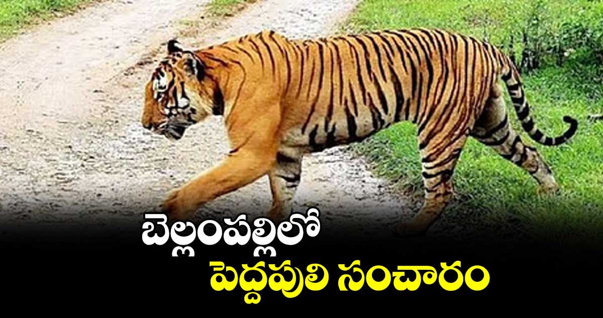 బెల్లంపల్లిలో  పెద్దపులి సంచారం