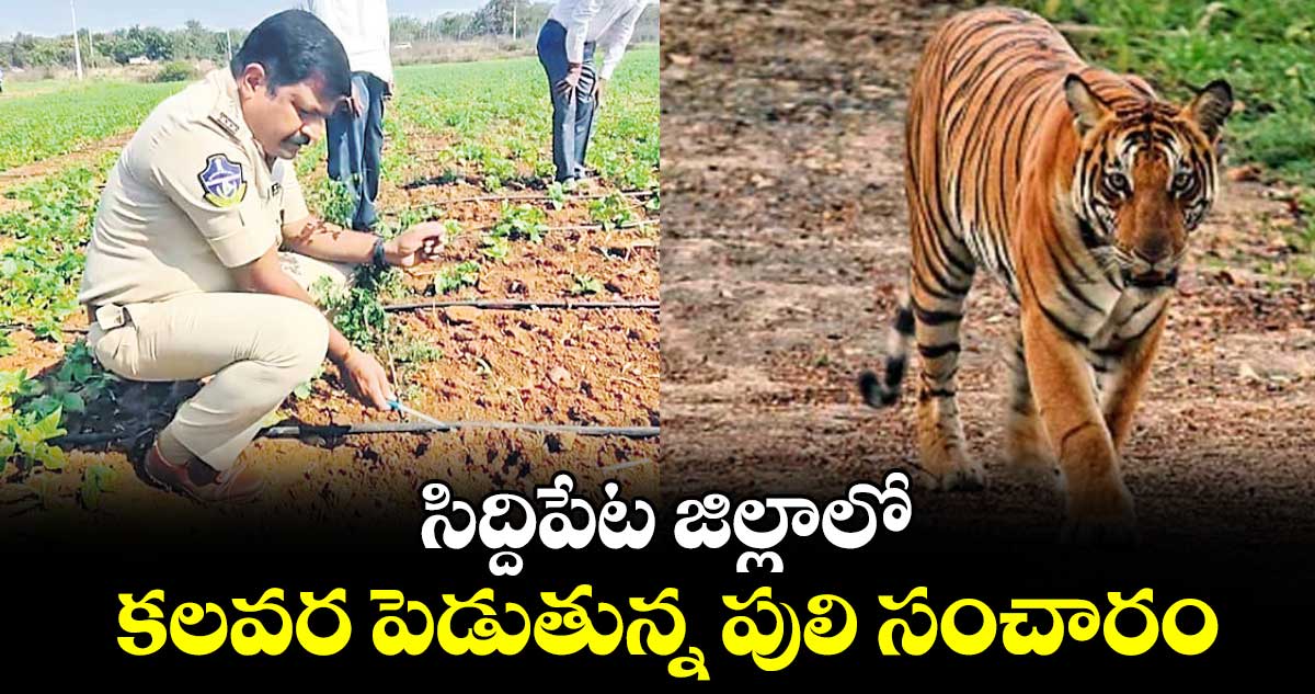 సిద్దిపేట జిల్లాలో కలవర పెడుతున్న పులి సంచారం