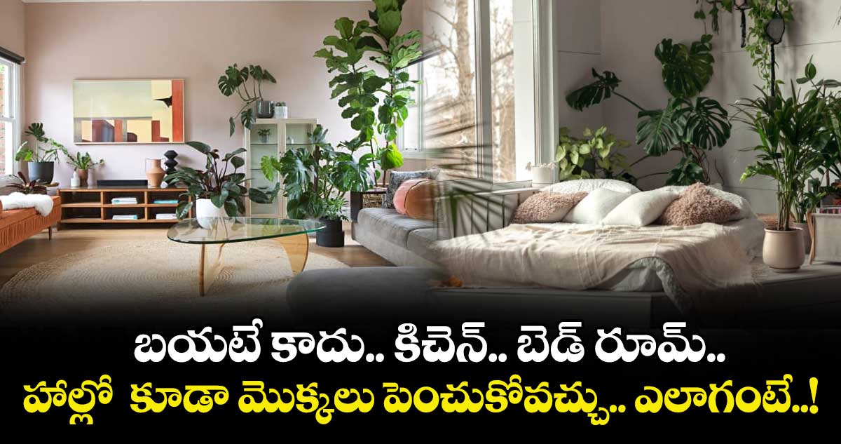 Garden Tips:   బయటే కాదు.. కిచెన్.. బెడ్ రూమ్.. హాల్లో  కూడా మొక్కలు పెంచుకోవచ్చు.. ఎలాగంటే..!