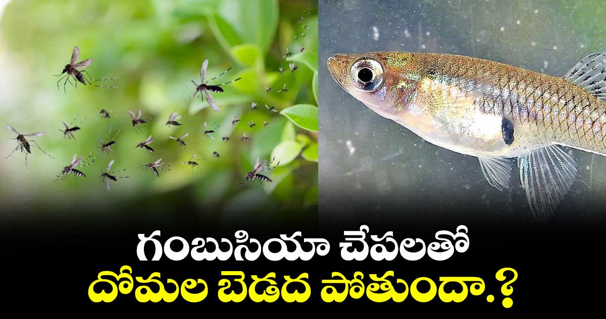 గంబుసియా చేపలతో దోమల బెడద పోతుందా.?