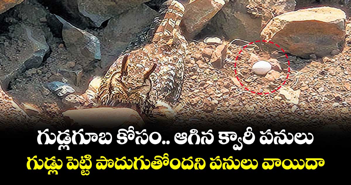 గుడ్లగూబ కోసం.. ఆగిన క్వారీ పనులు..గుడ్లు పెట్టి పొదుగుతోందని పనులు వాయిదా