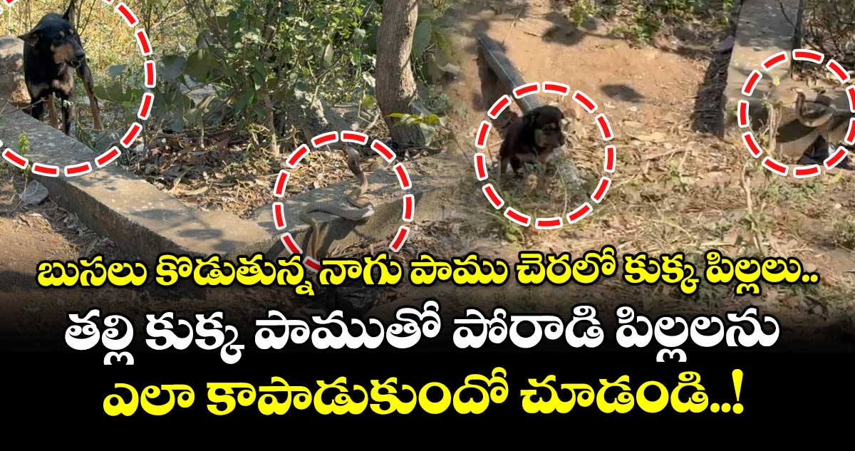 బుసలు కొడుతున్న నాగు పాము చెరలో కుక్క పిల్లలు.. తల్లి కుక్క పాముతో పోరాడి పిల్లలను ఎలా కాపాడుకుందో చూడండి..!