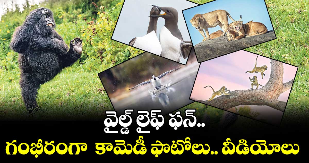 వైల్డ్ లైఫ్ ఫన్..గంభీరంగా  కామెడీ ఫొటోలు.. వీడియోలు