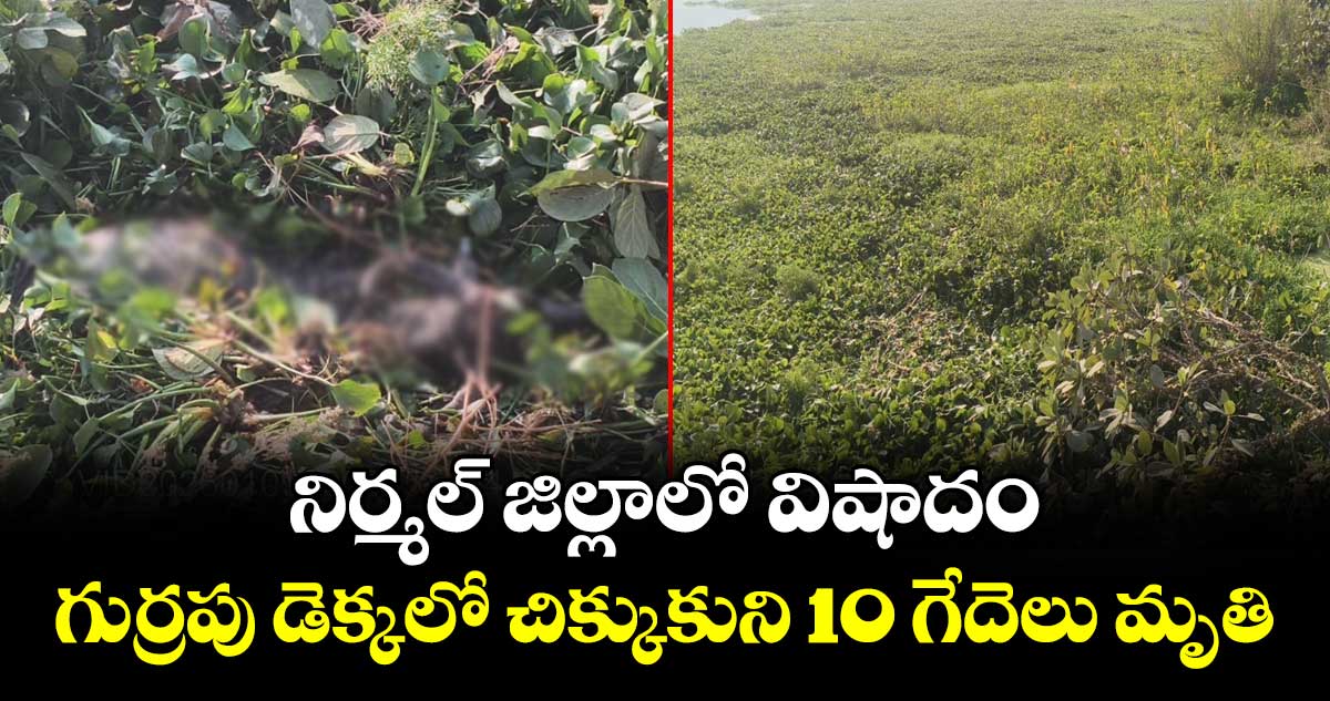 నిర్మల్ జిల్లాలో విషాదం...గుర్రపు డెక్కలో చిక్కుకుని 10 గేదెలు మృతి