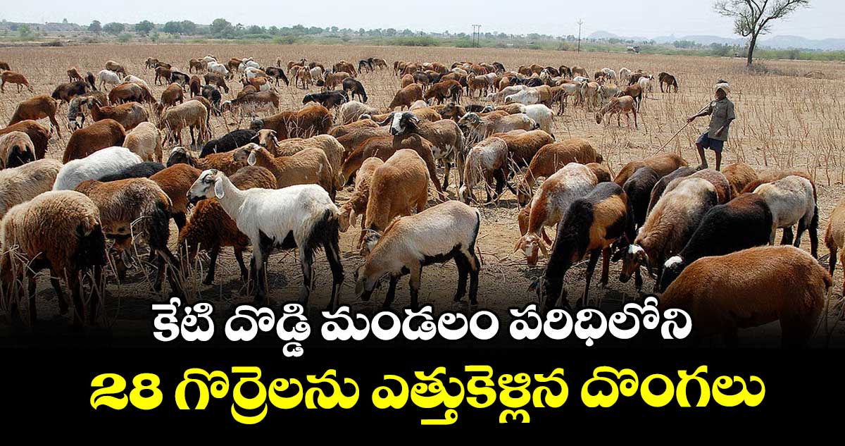 కేటి దొడ్డి మండలం పరిధిలోని 28 గొర్రెలను ఎత్తుకెళ్లిన దొంగలు
