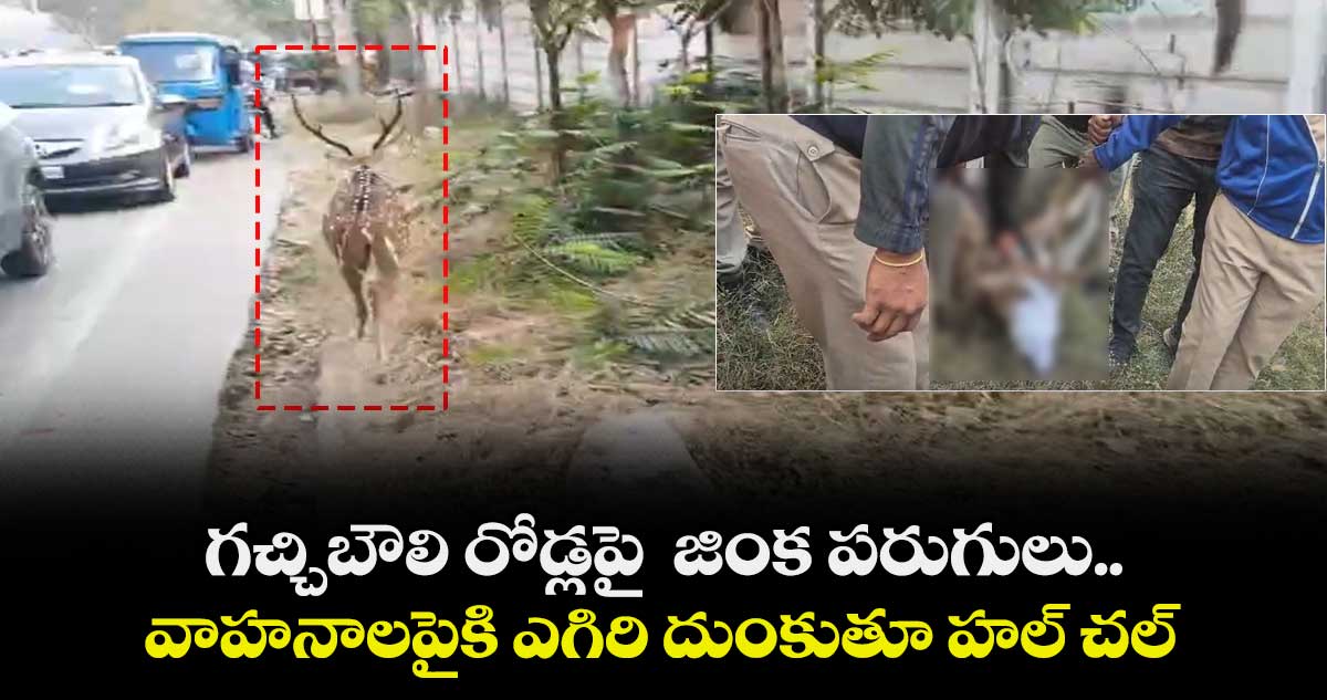 గచ్చిబౌలి రోడ్లపై  జింక పరుగులు.. వాహనాలపైకి ఎగిరి దుంకుతూ హల్ చల్