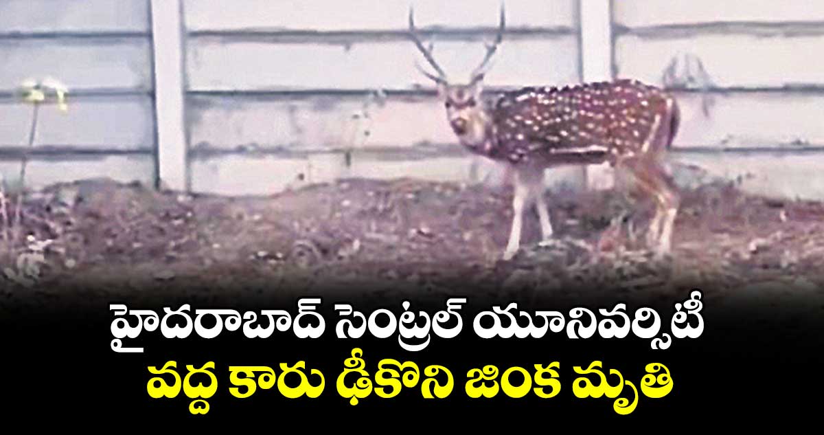 హైదరాబాద్ సెంట్రల్ యూనివర్సిటీ వద్ద కారు ఢీకొని జింక మృతి