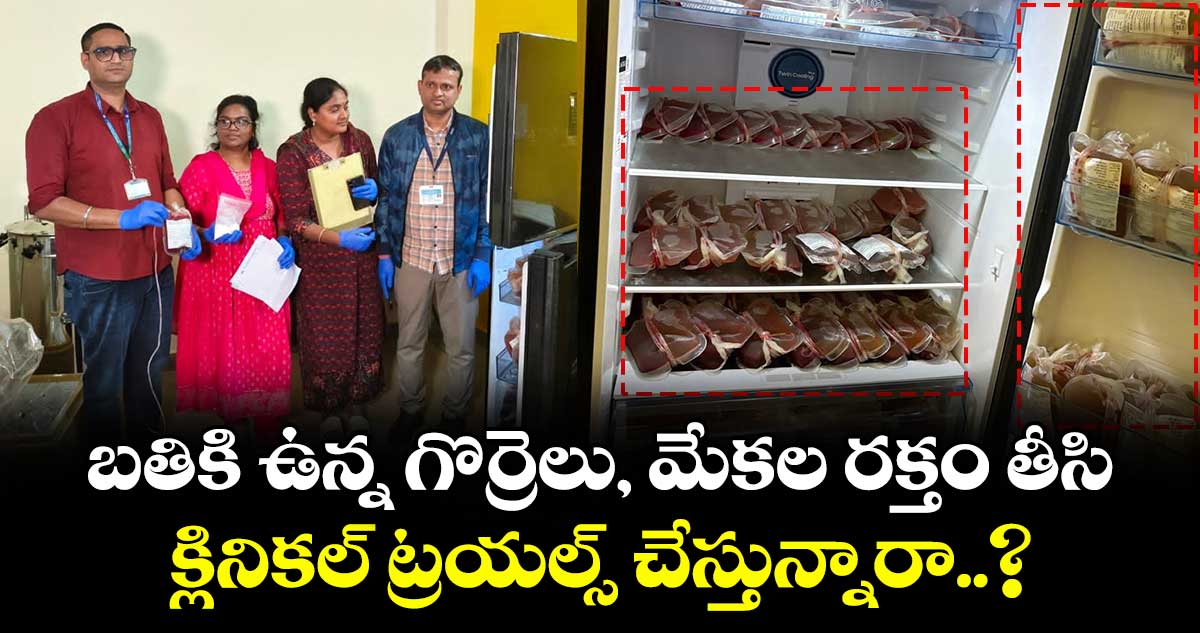 బతికి ఉన్న గొర్రెలు, మేకల రక్తం తీసి క్లినికల్ ట్రయల్స్ చేస్తున్నారా..?