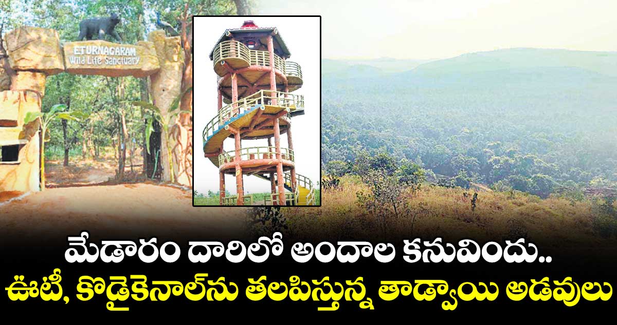 మేడారం దారిలో అందాల కనువిందు.. ఊటీ, కొడైకెనాల్‌‌‌‌ను తలపిస్తున్న తాడ్వాయి అడవులు