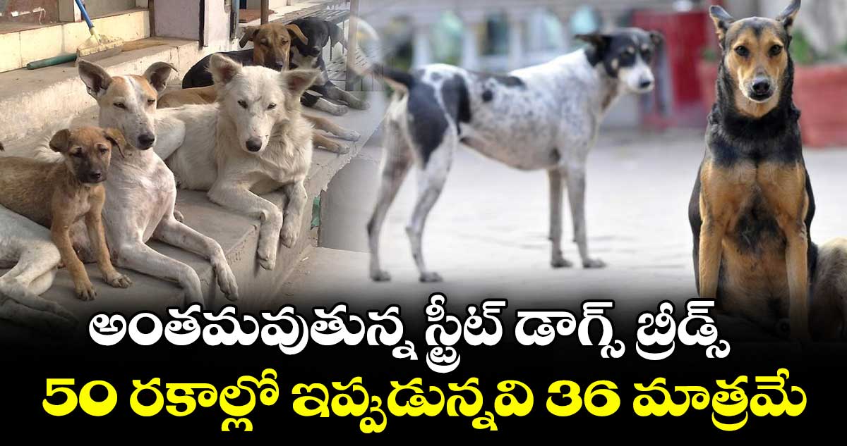 అంతమవుతున్న స్ట్రీట్ డాగ్స్ బ్రీడ్స్... 50 రకాల్లో ఇప్పుడున్నవి 36 మాత్రమే