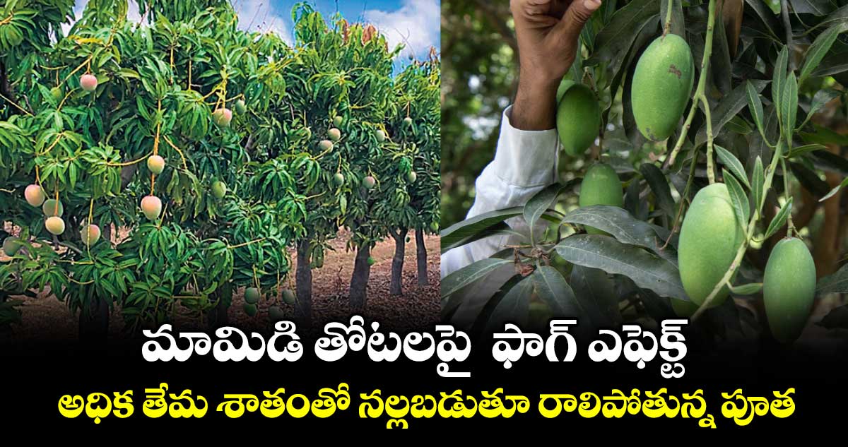 మామిడి తోటలపై  ఫాగ్ ఎఫెక్ట్.. అధిక తేమ శాతంతో నల్లబడుతూ రాలిపోతున్న పూత