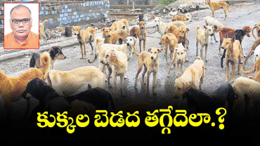వెలుగు ఓపెన్ పేజీ: కుక్కల బెడద తగ్గేదెలా?