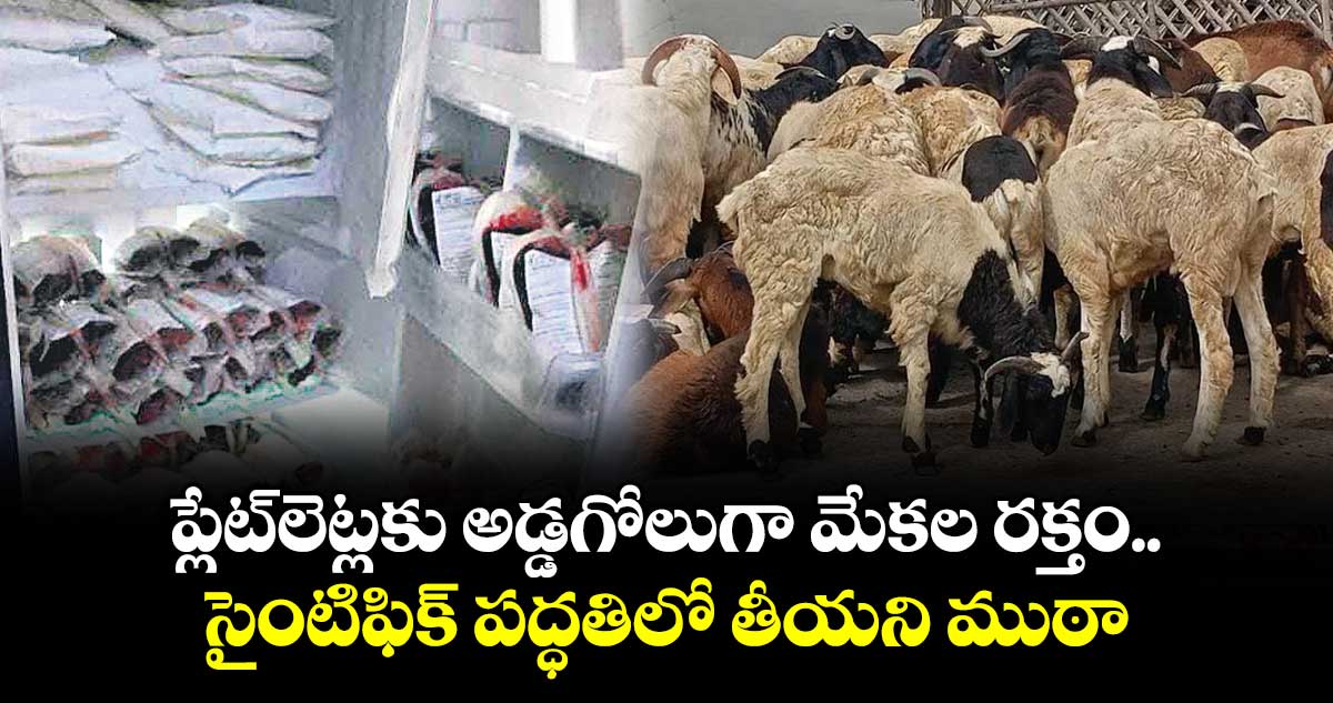 ప్లేట్లెట్లకు అడ్డగోలుగా మేకల రక్తం... సైంటిఫిక్ పద్ధతిలో తీయని ముఠా