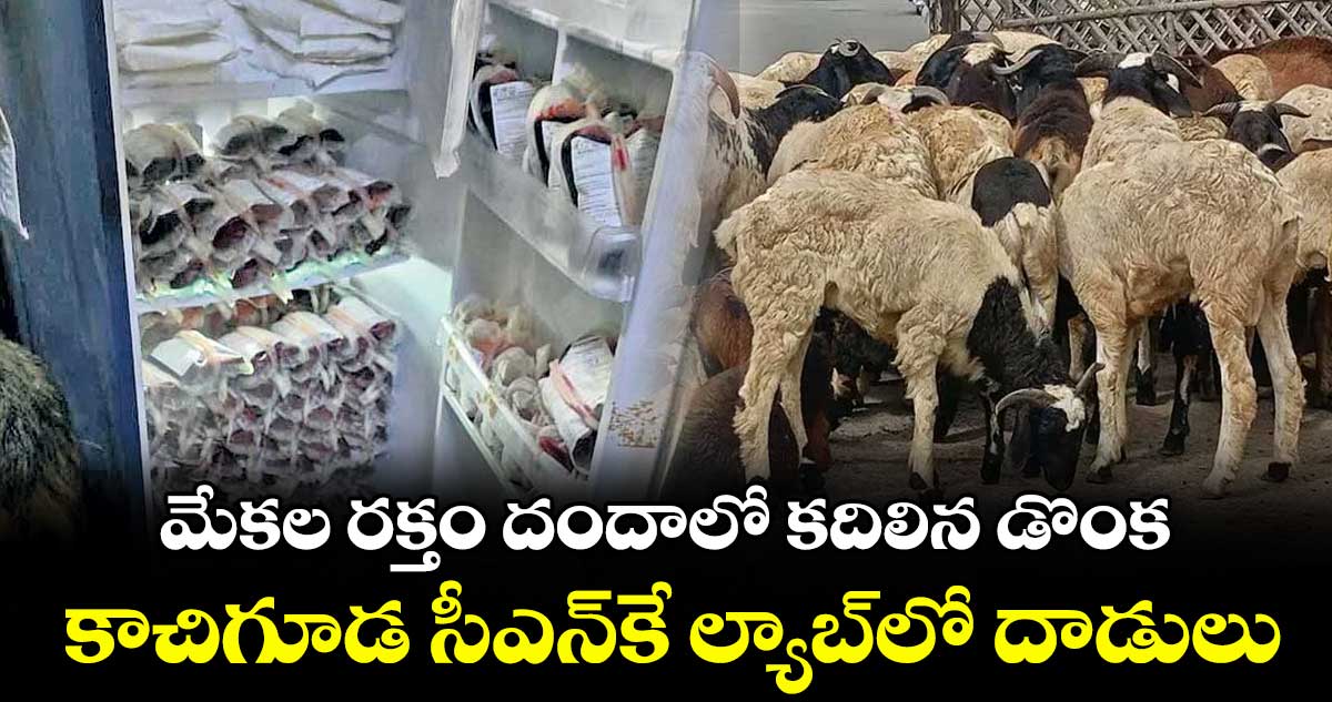 మేకల రక్తం దందాలో కదిలిన డొంక.. కాచిగూడ సీఎన్కే ల్యాబ్లో దాడులు