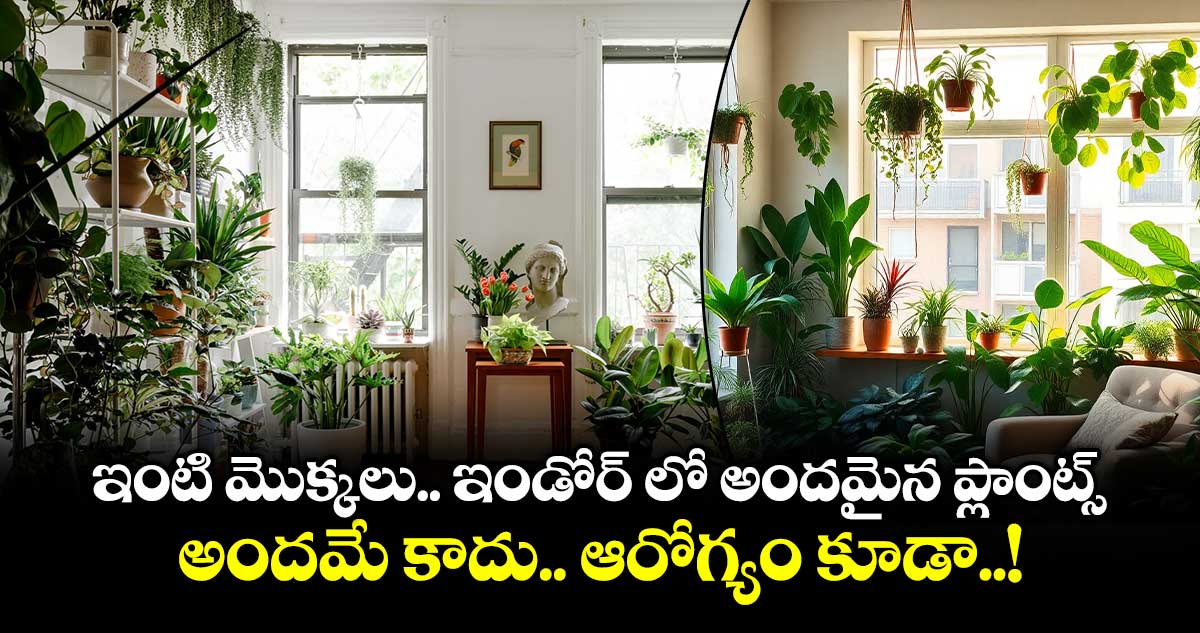 Beauty House:  ఇంటి మొక్కలు..ఇండోర్ లో అందమైన ప్లాంట్స్.. అందమే కాదు.. ఆరోగ్యం కూడా..!