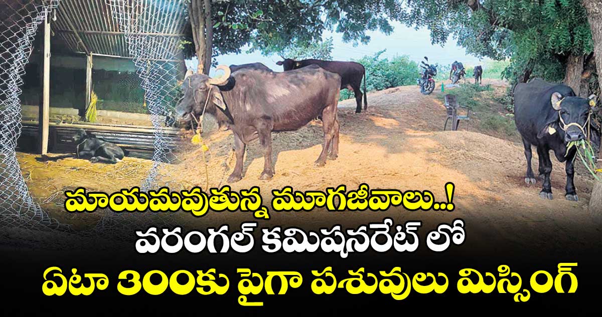 మాయమవుతున్న మూగజీవాలు..! వరంగల్ కమిషనరేట్ లో ఏటా 300కు పైగా పశువులు మిస్సింగ్