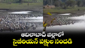 ఆదిలాబాద్  జిల్లాలో.. సైబీరియన్ పక్షుల సందడి 