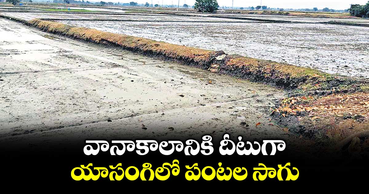 వానాకాలానికి దీటుగా  యాసంగిలో పంటల సాగు
