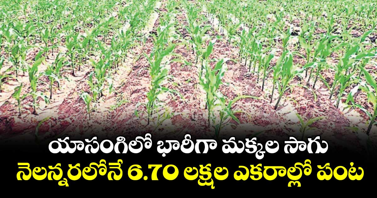 యాసంగిలో భారీగా మక్కల సాగు..నెలన్నరలోనే 6.70 లక్షల ఎకరాల్లో పంట