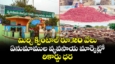 మిర్చి క్వింటాల్ రూ.20 వేలు.. వరంగల్ ఏనుమాముల వ్యవసాయ మార్కెట్లో రికార్డు ధర