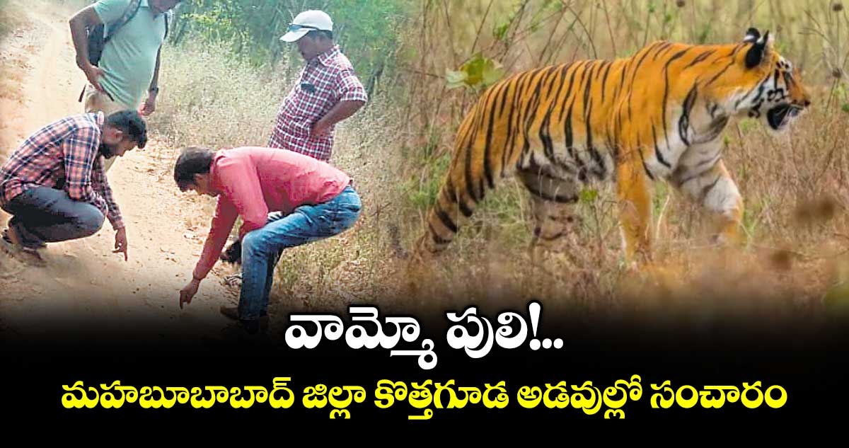 వామ్మో పులి!..మహబూబాబాద్ జిల్లా కొత్తగూడ అడవుల్లో సంచారం
