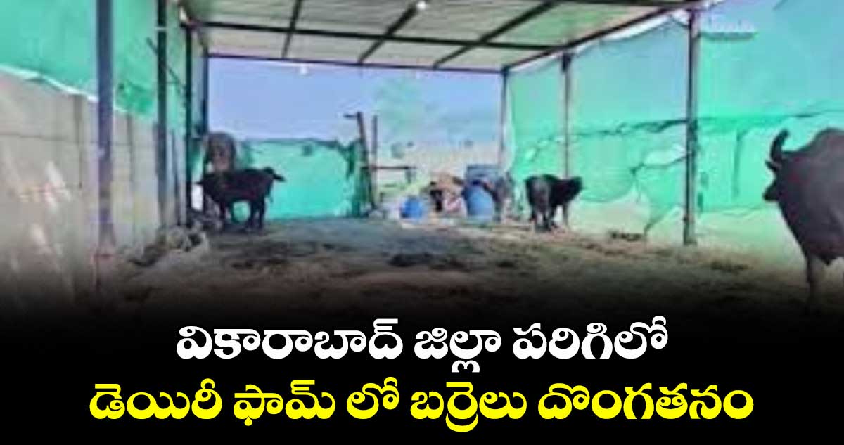 వికారాబాద్‌ జిల్లా పరిగిలో  డెయిరీ ఫామ్ లో బర్రెలు దొంగతనం