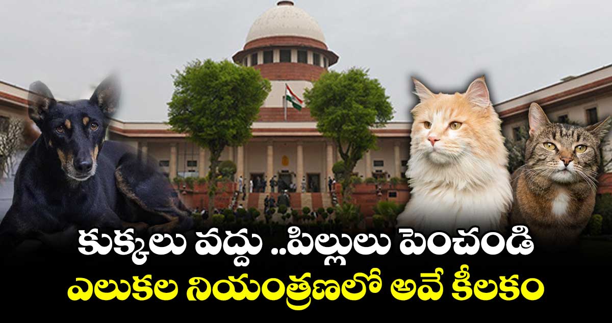 కుక్కలు వద్దు ..పిల్లులు పెంచండి..ఎలుకల నియంత్రణలో అవే కీలకం: సుప్రీం కోర్టు