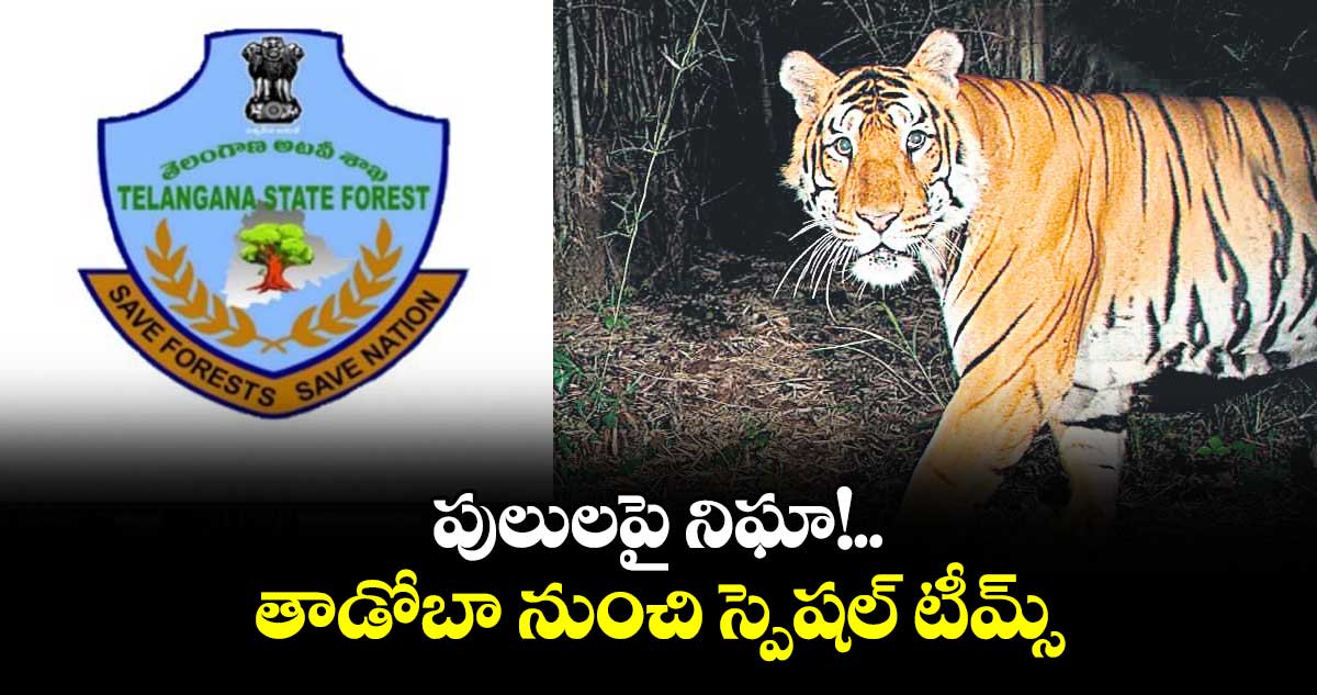 పులులపై నిఘా!..తాడోబా నుంచి స్పెషల్ టీమ్స్‌‌‌‌