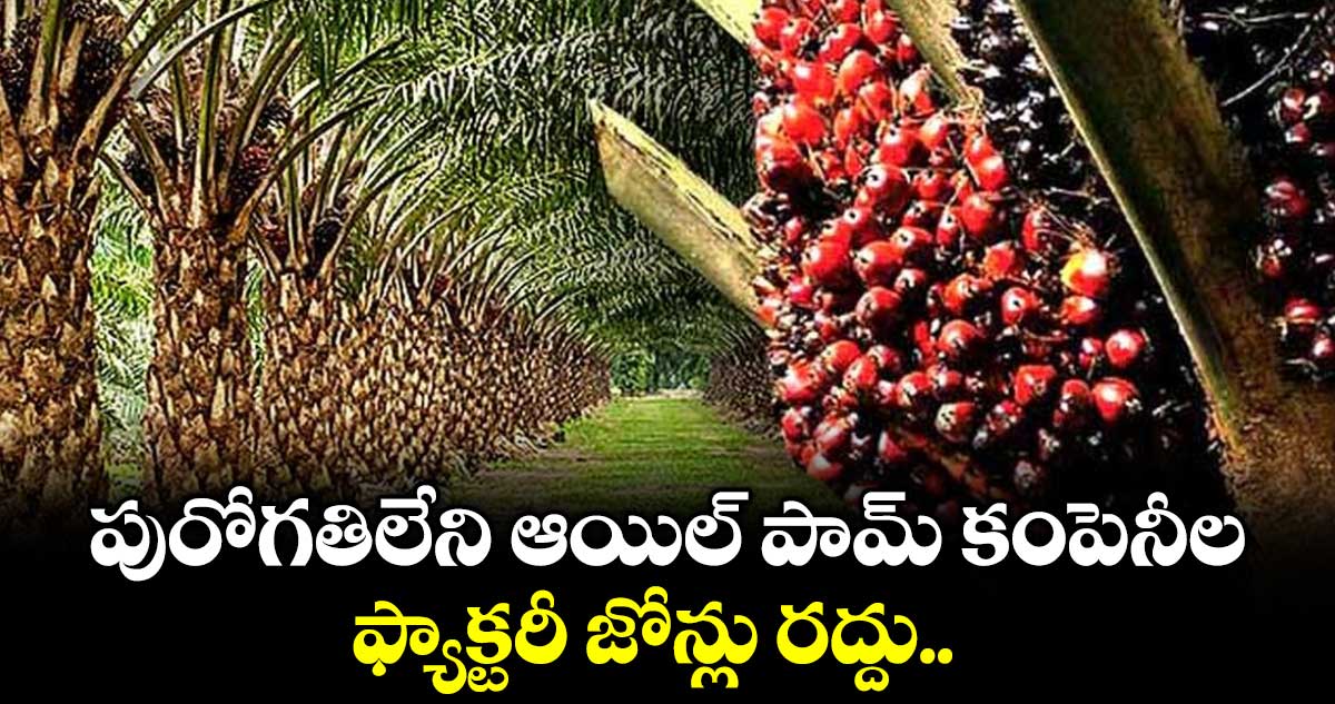 పురోగతిలేని ఆయిల్ పామ్ కంపెనీల ఫ్యాక్టరీ జోన్లు రద్దు..