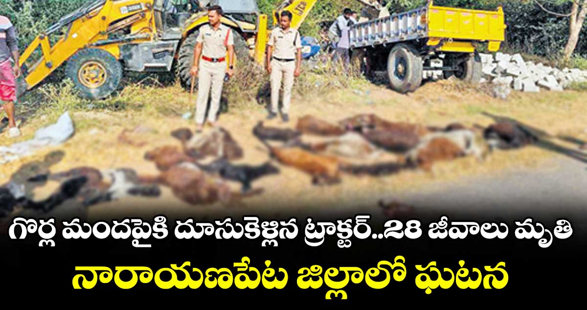 గొర్ల మందపైకి దూసుకెళ్లిన ట్రాక్టర్..28 జీవాలు మృతి..నారాయణపేట జిల్లాలో ఘటన