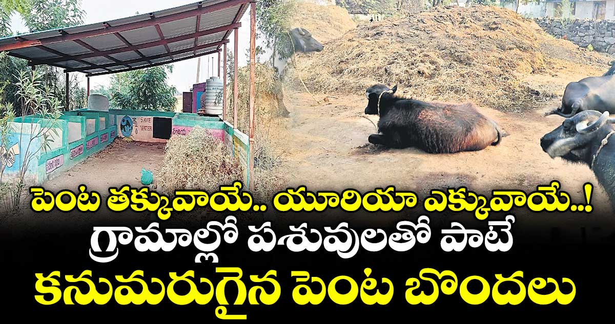 పెంట తక్కువాయే.. యూరియా ఎక్కువాయే..! గ్రామాల్లో పశువులతో పాటే కనుమరుగైన పెంట బొందలు