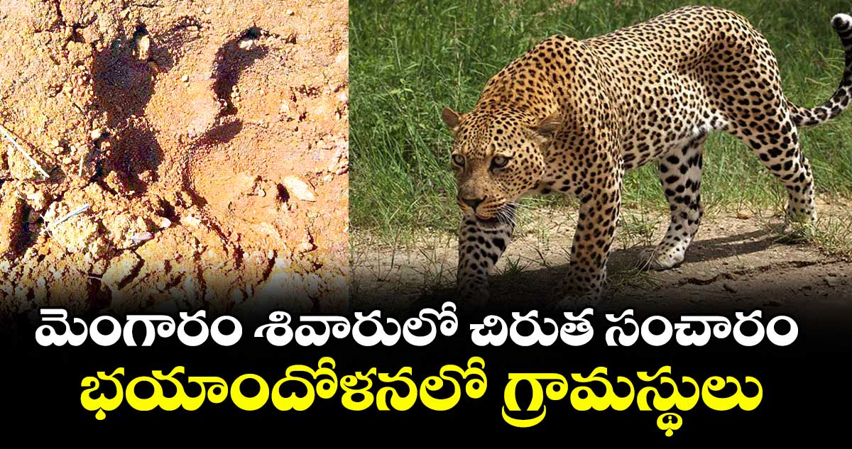 మెంగారం శివారులో చిరుత సంచారం..భయాందోళనలో గ్రామస్థులు