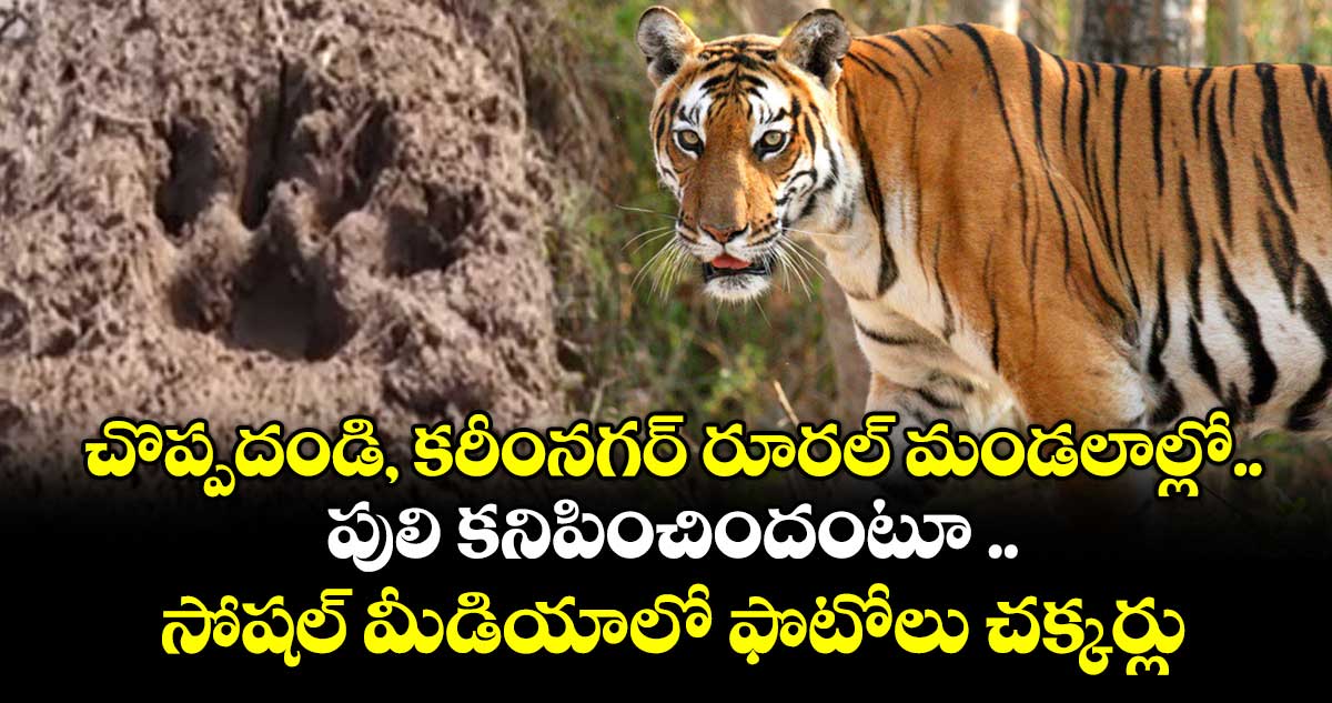 చొప్పదండి, కరీంనగర్ రూరల్ మండలాల్లో..పులి కనిపించిందంటూ ..సోషల్ మీడియాలో ఫొటోలు చక్కర్లు