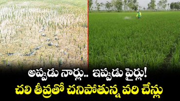 అప్పుడు నార్లు.. ఇప్పుడు పైర్లు!.. చలి తీవ్రతో చనిపోతున్న వరి చేన్లు