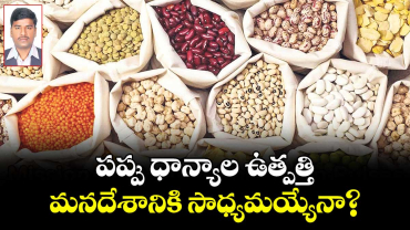 పప్పు ధాన్యాల ఉత్పత్తి  మనదేశానికి సాధ్యమయ్యేనా?