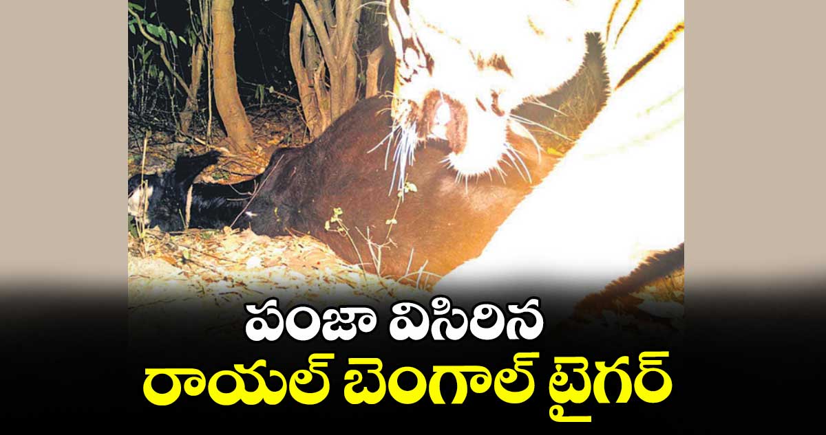 పంజా విసిరిన రాయల్ బెంగాల్ టైగర్