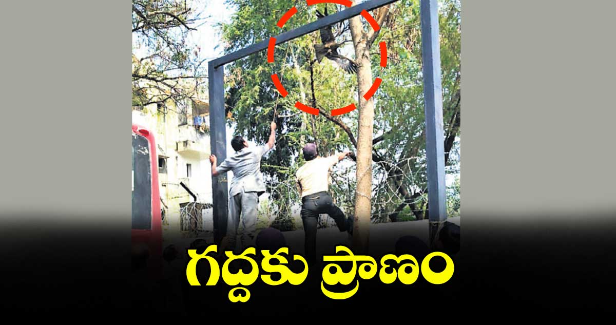 గద్దకు ప్రాణం