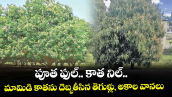 పూత ఫుల్.. కాత నిల్..మామిడి కాతను దెబ్బతీసిన తెగుళ్లు, అకాల వానలు