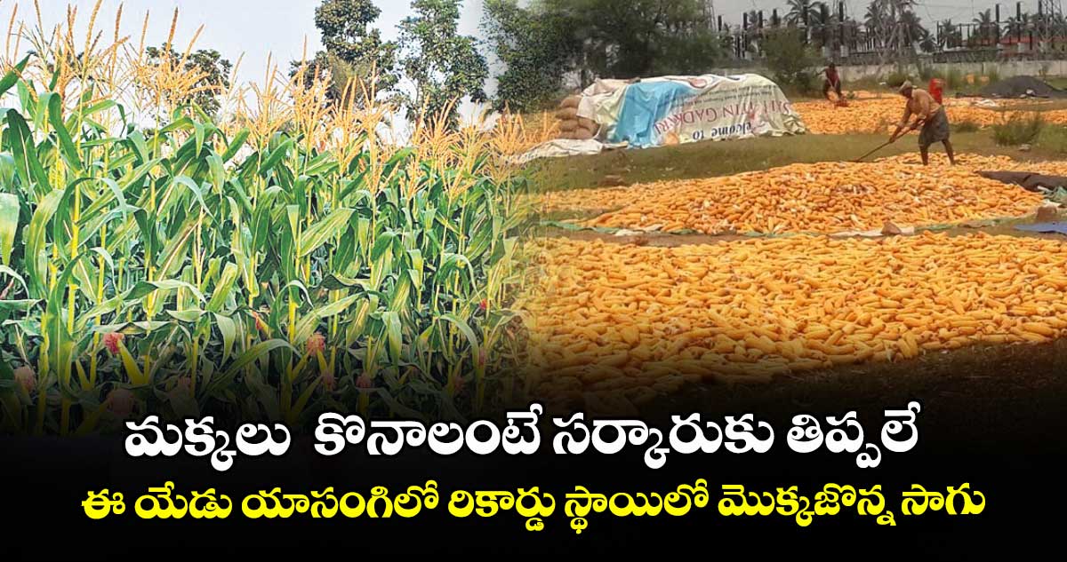 మక్కలు  కొనాలంటే సర్కారుకు తిప్పలే...ఈ యేడు యాసంగిలో రికార్డు స్థాయిలో మొక్కజొన్న సాగు